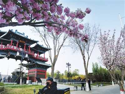 一起來(lái)南內(nèi)環(huán)東街“櫻花大道” 共赴櫻花的“約會(huì)”
